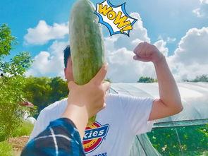 网红爆料吃瓜平台